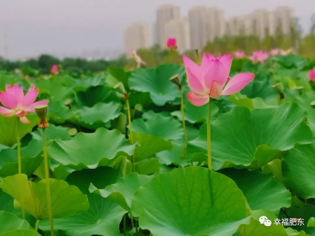正式启动肥东荷花文化旅游节来了今年很不一样