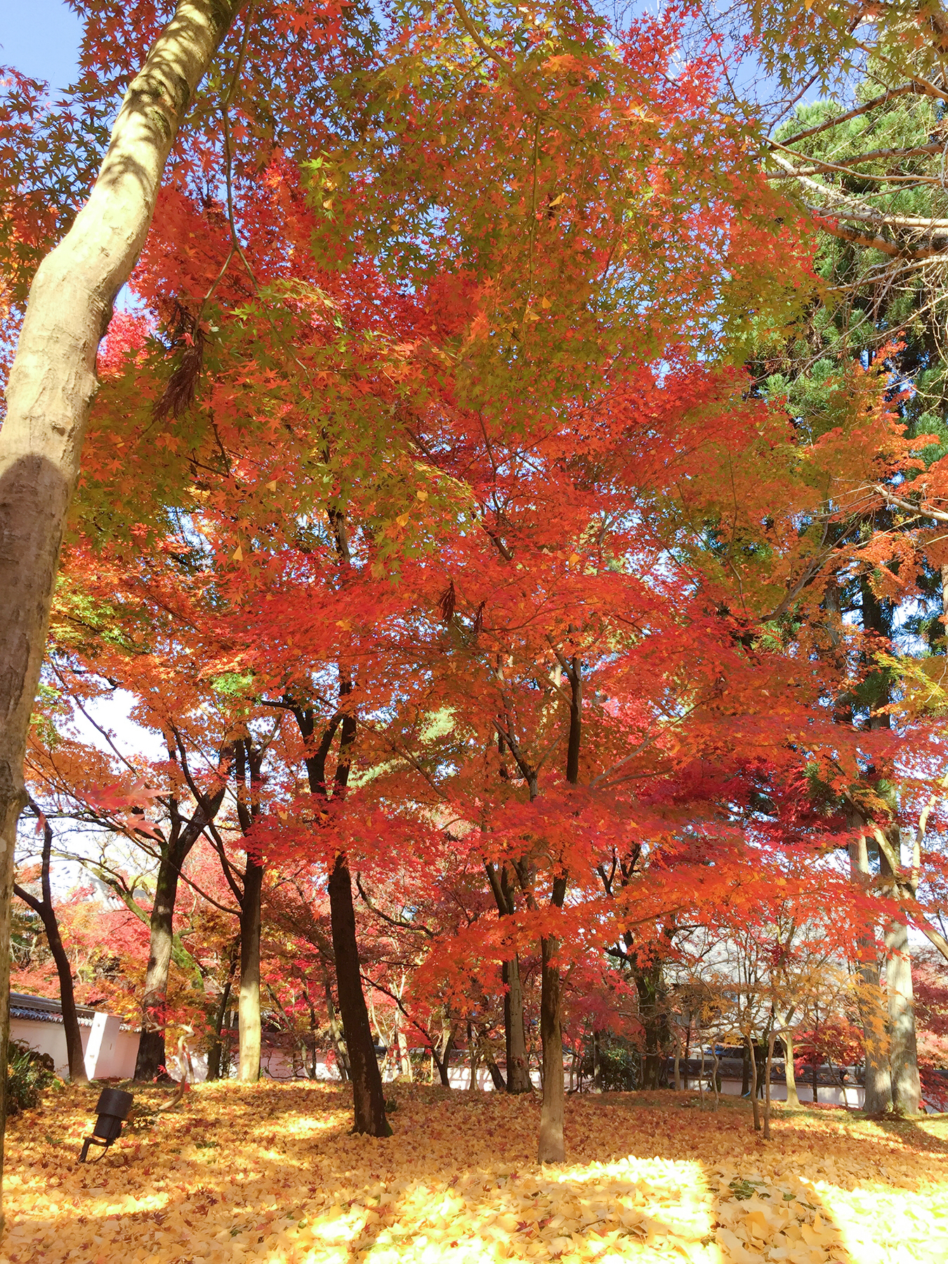 京都自助遊攻略