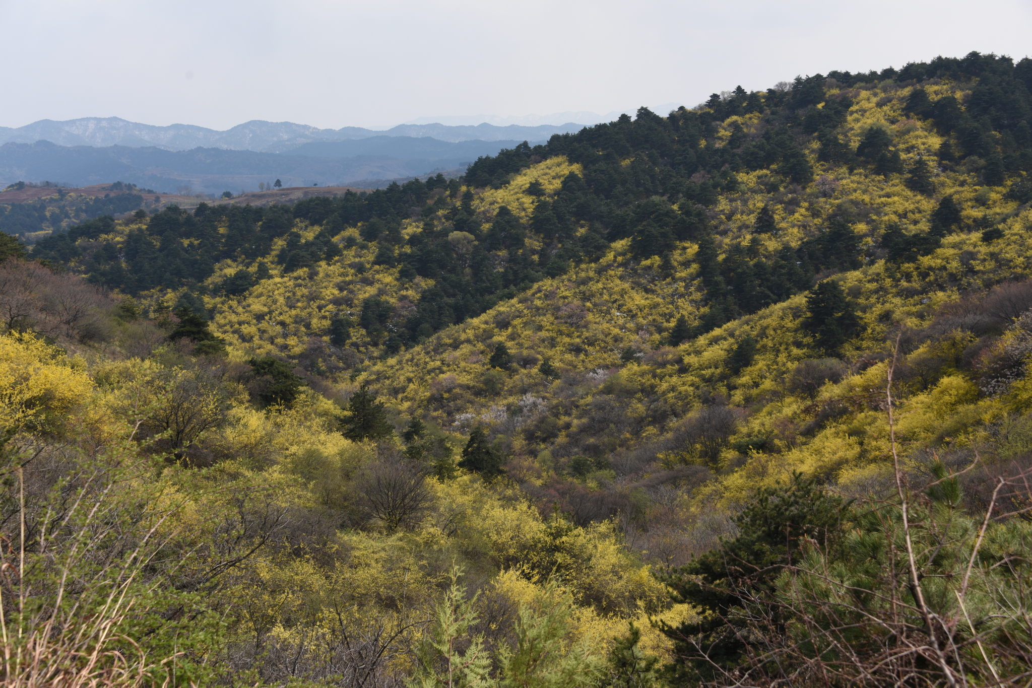 临汾黄花岭风景区图片