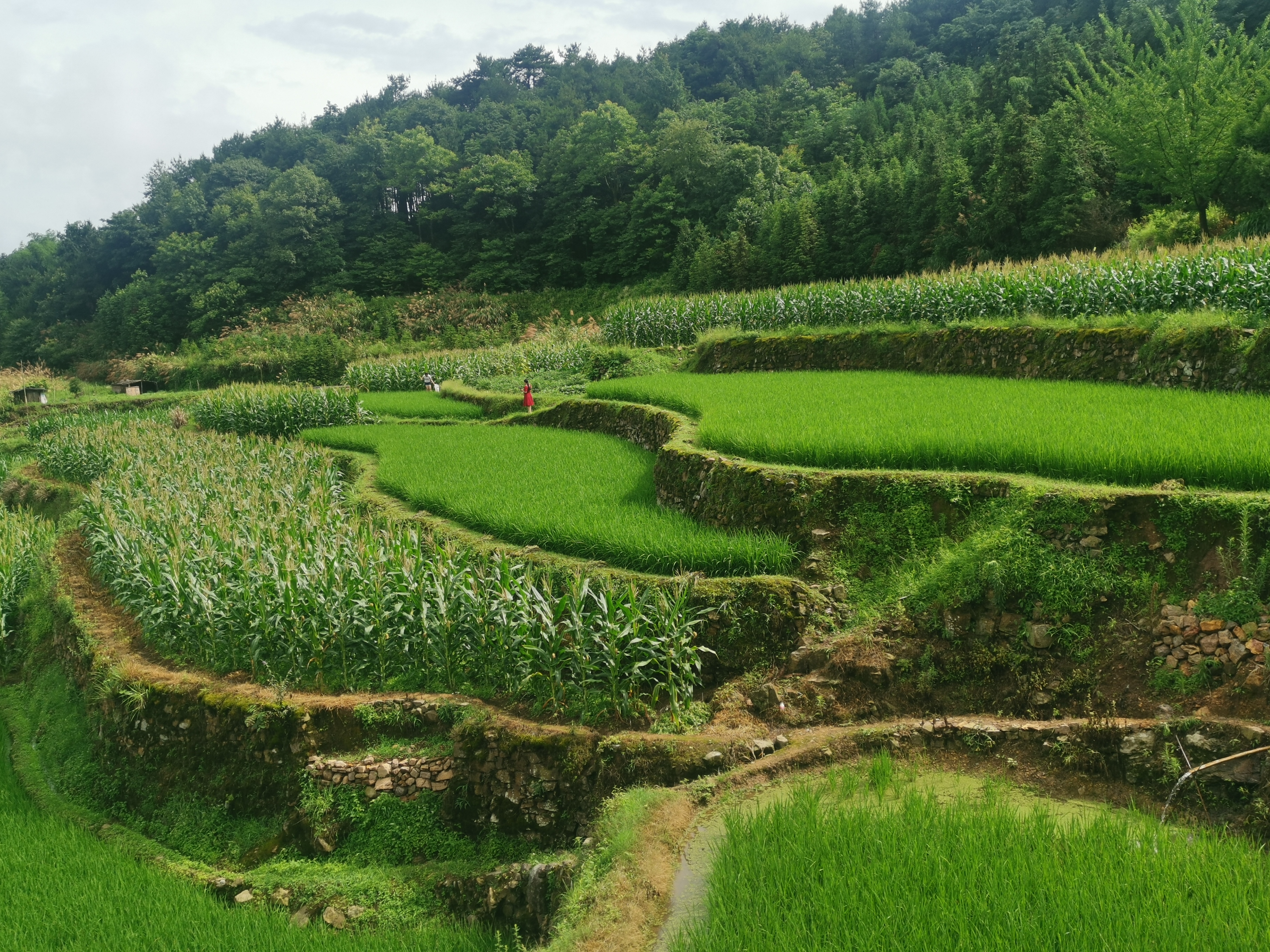 简家岭村