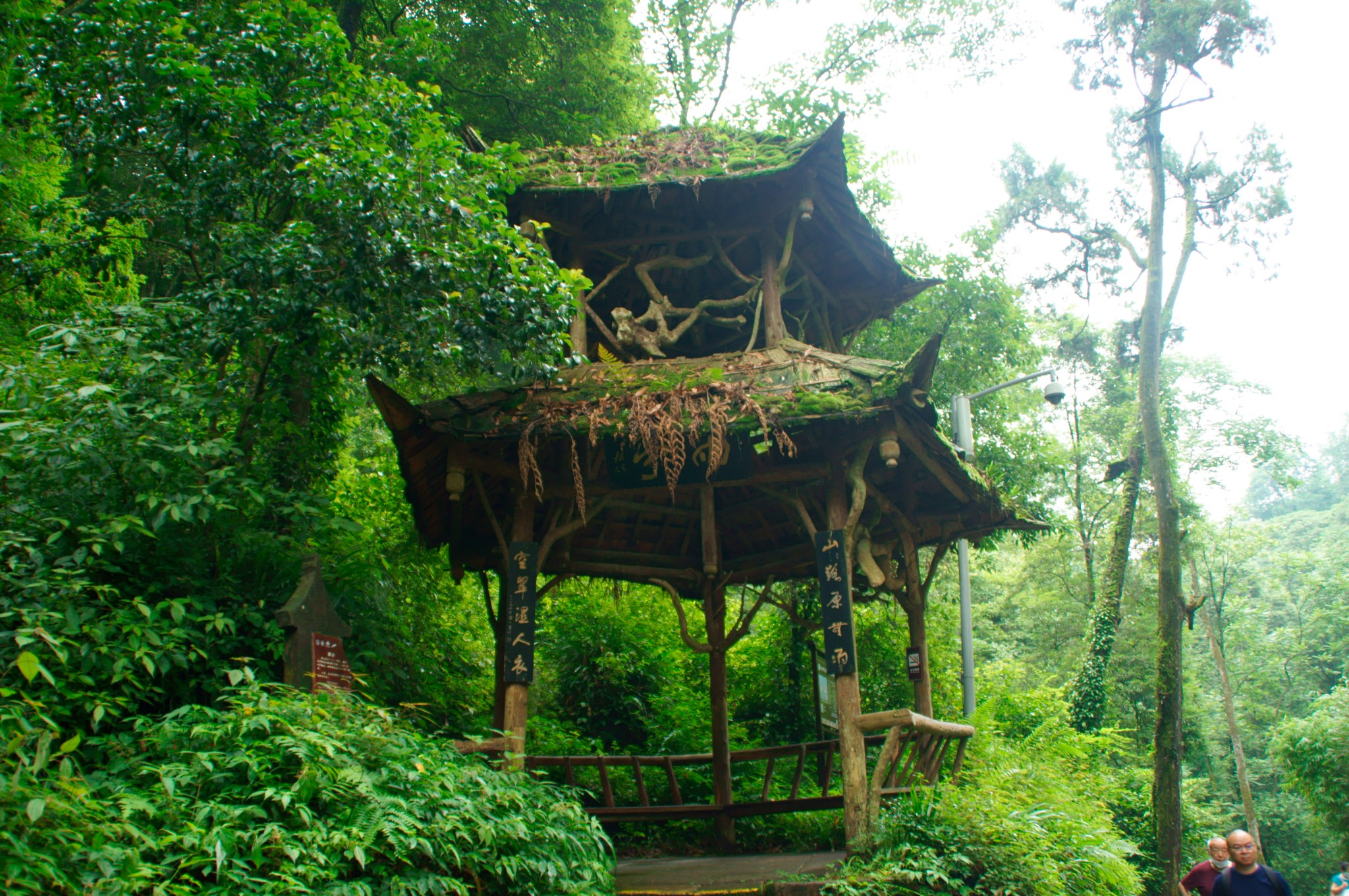 青城天下幽,週末雨中問道青城山,都江堰旅遊攻略 - 馬蜂窩