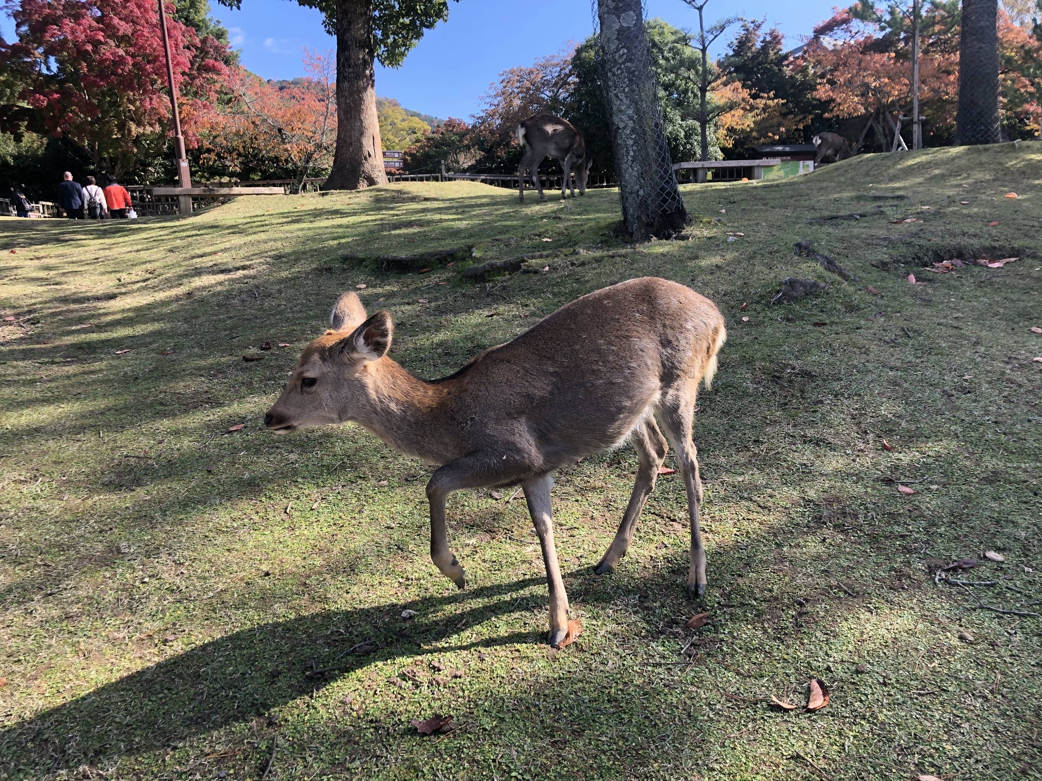 京都自助遊攻略