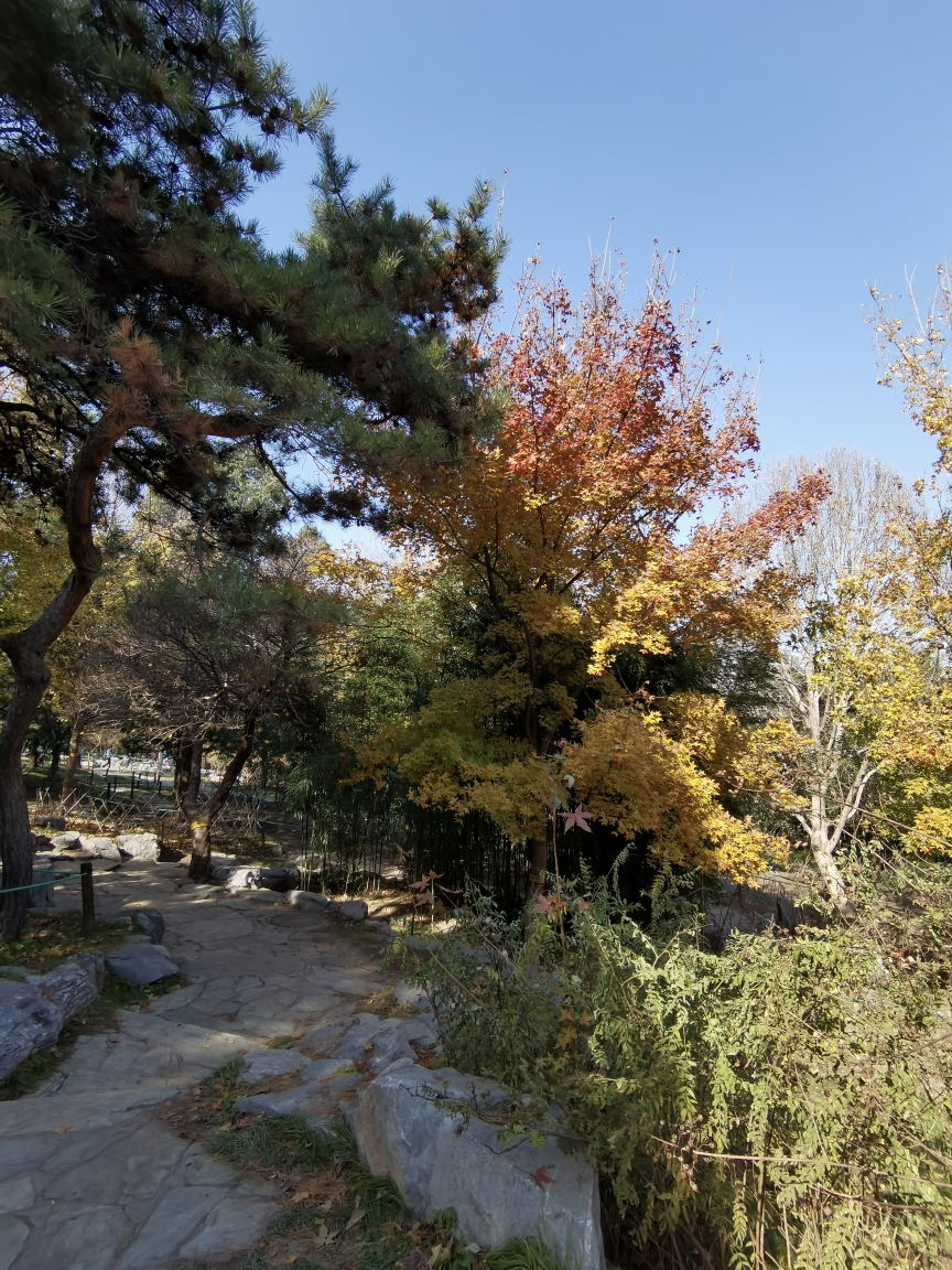 景山公園裡的知識點,北京旅遊攻略 - 馬蜂窩