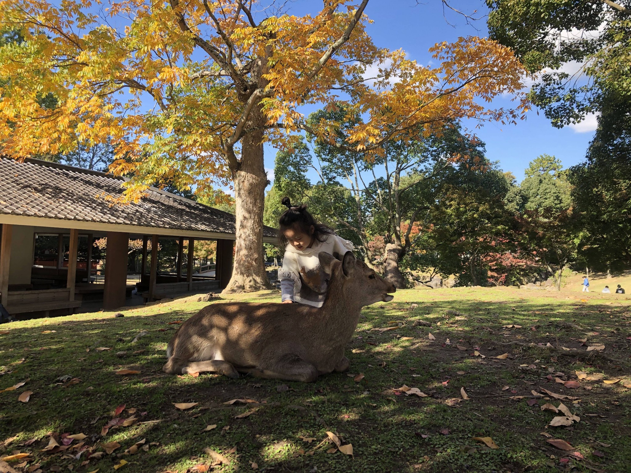 京都自助遊攻略