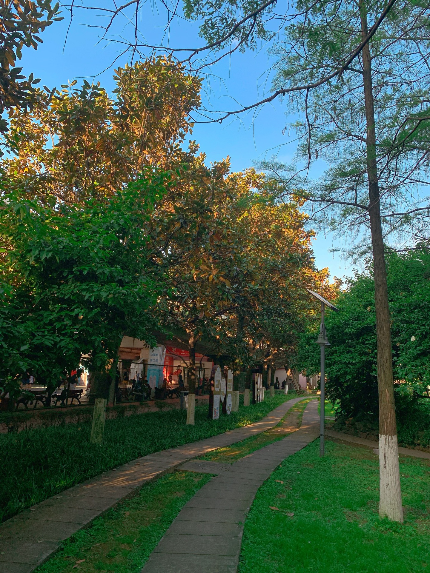 长沙紫凤公园,琼花主题公园打卡