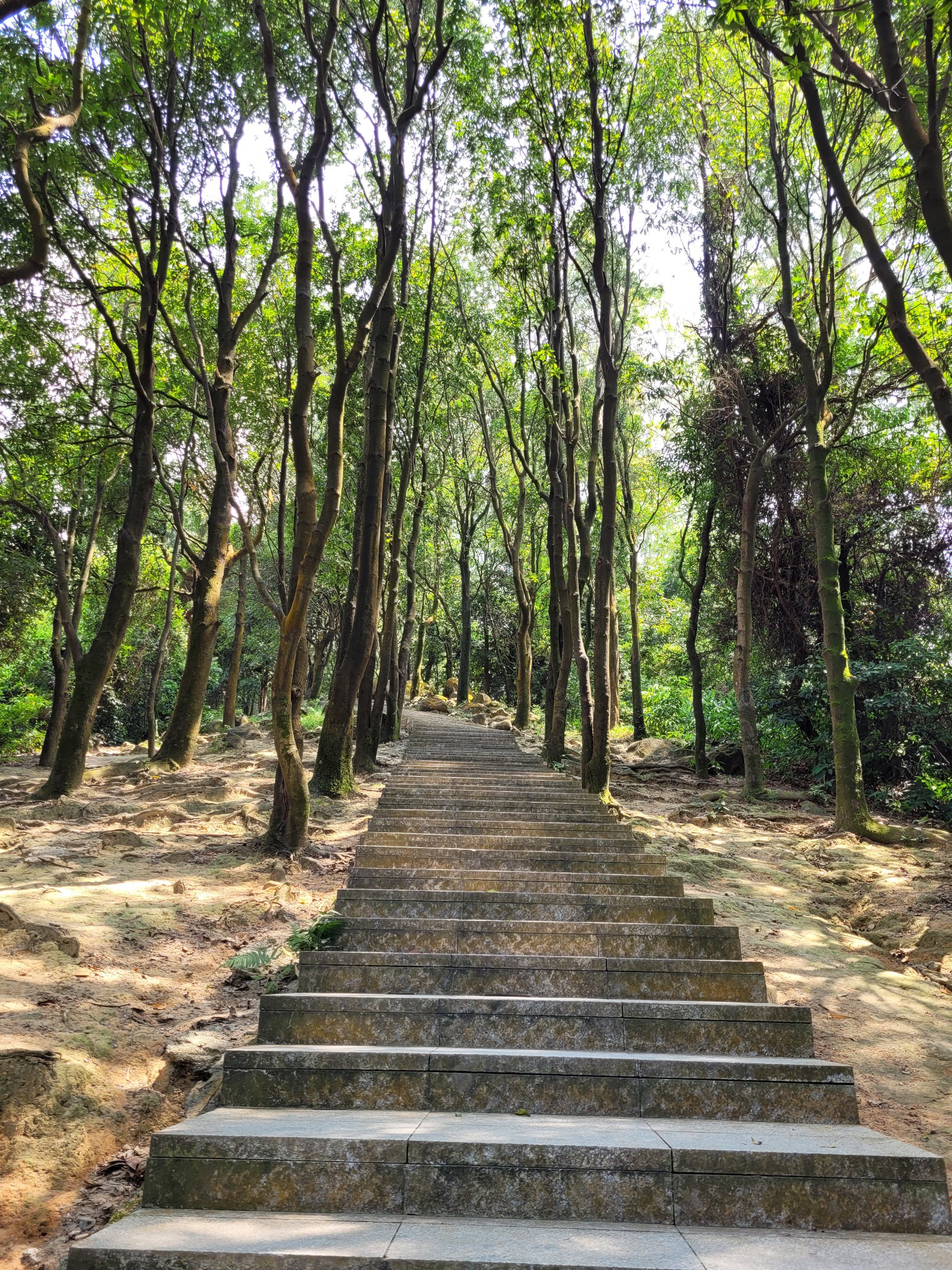 徒步一一广州火炉山森林公园