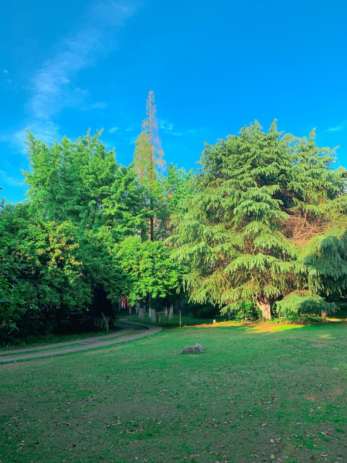 长沙紫凤公园,琼花主题公园打卡