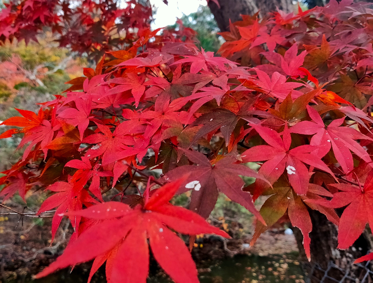 京都自助遊攻略