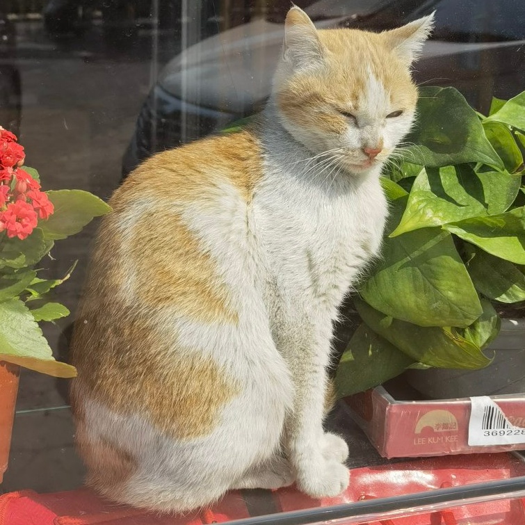 新會老油條