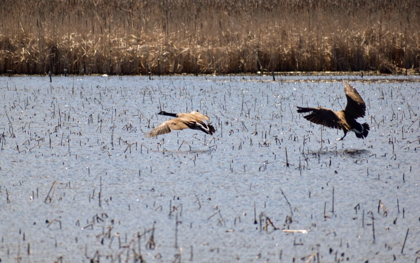 Great Meadows National Wildlife Refuge