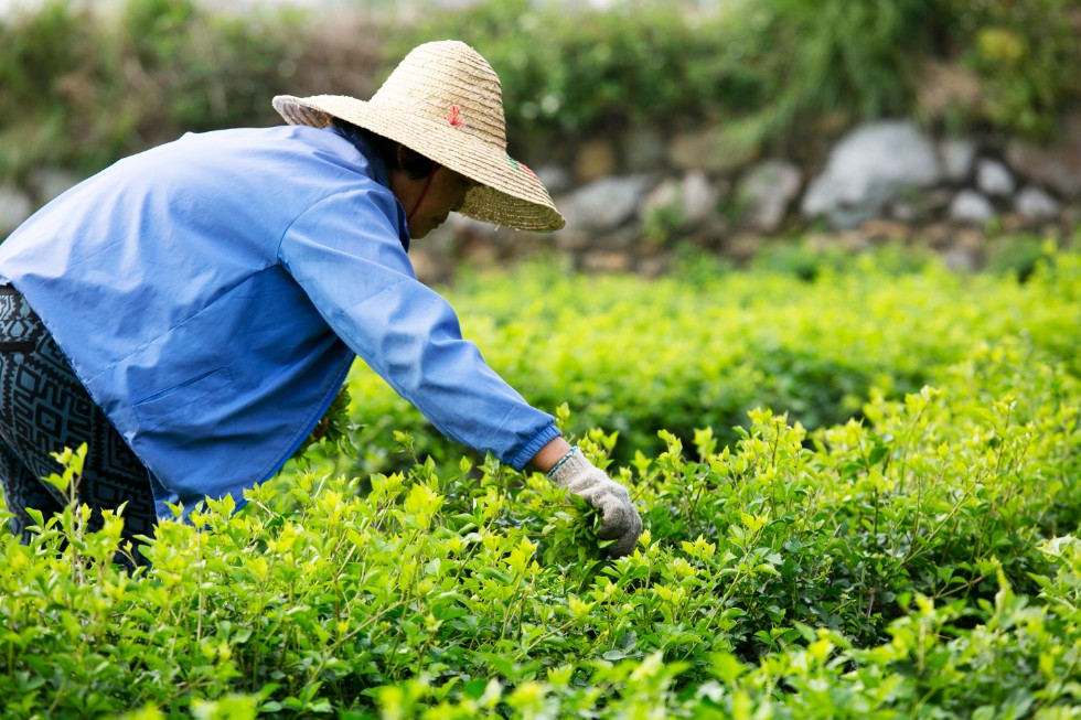 恩平簕菜文化創意園