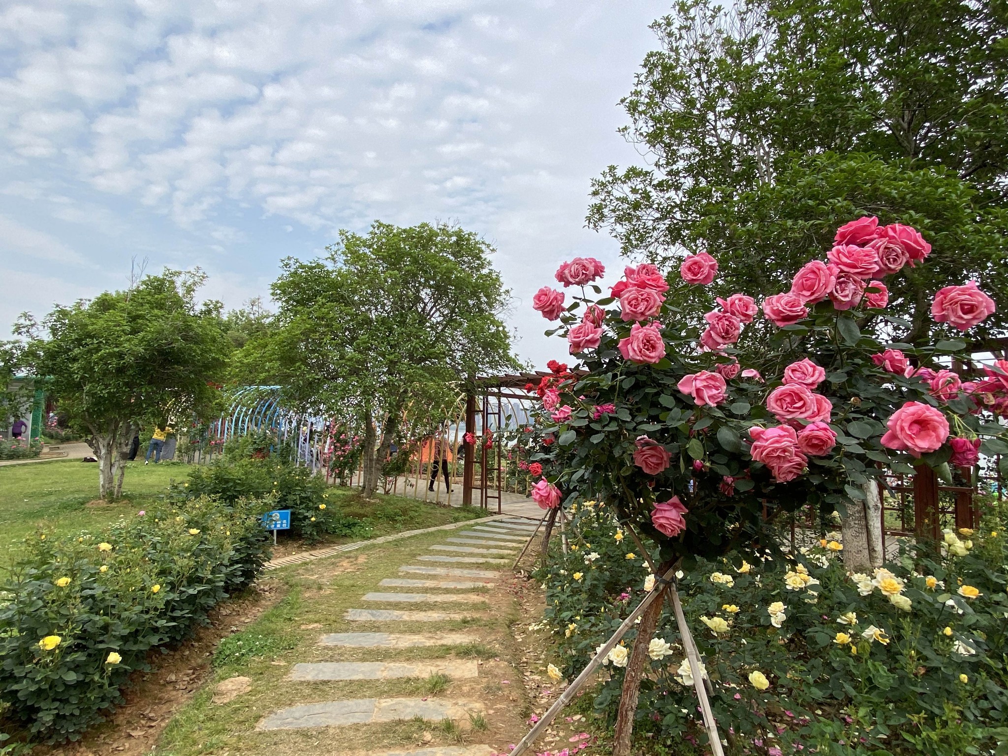 南昌滨江月季园