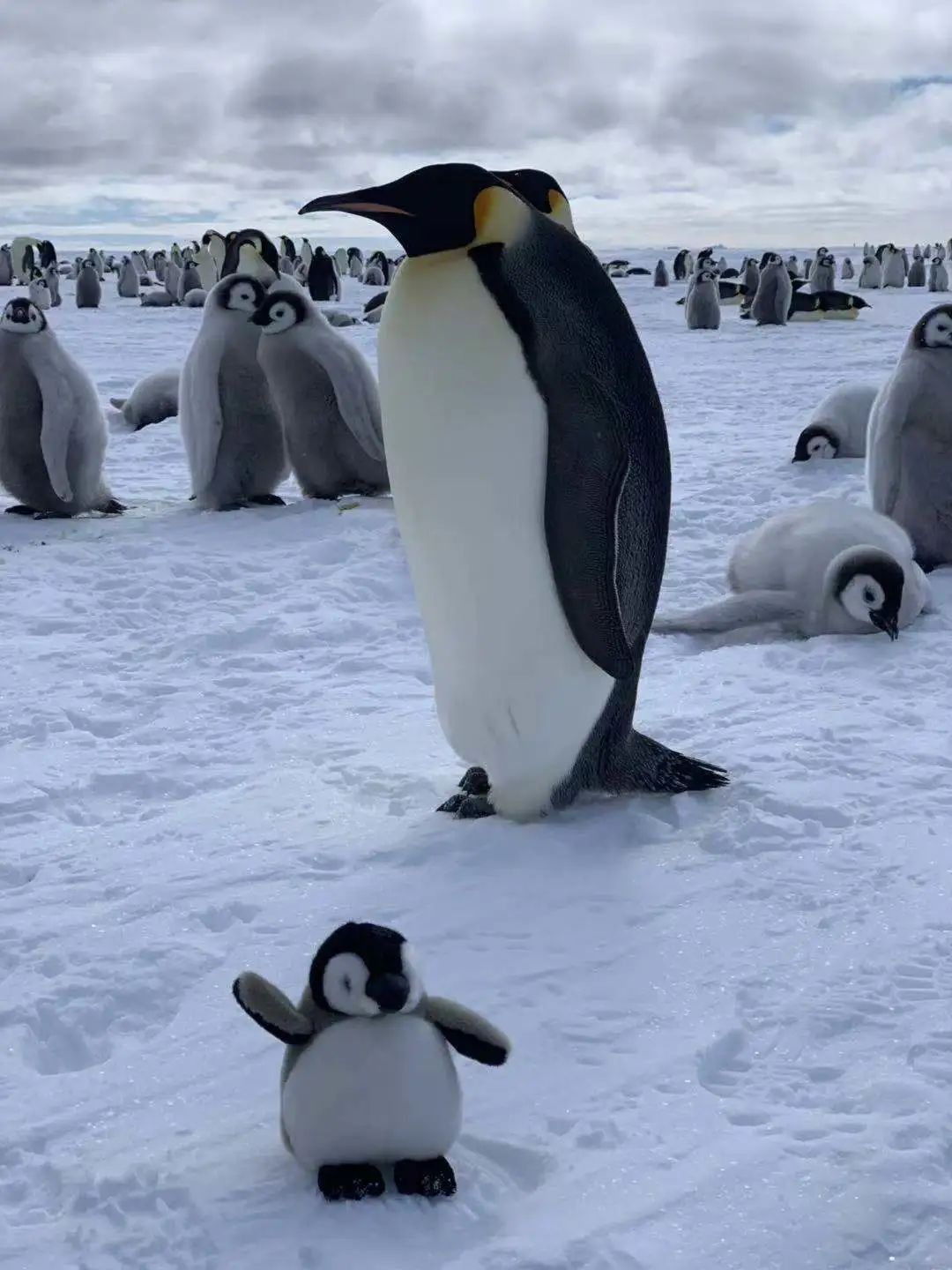 最新最全帝企鹅观看攻略:企鹅爱好者的终极梦想