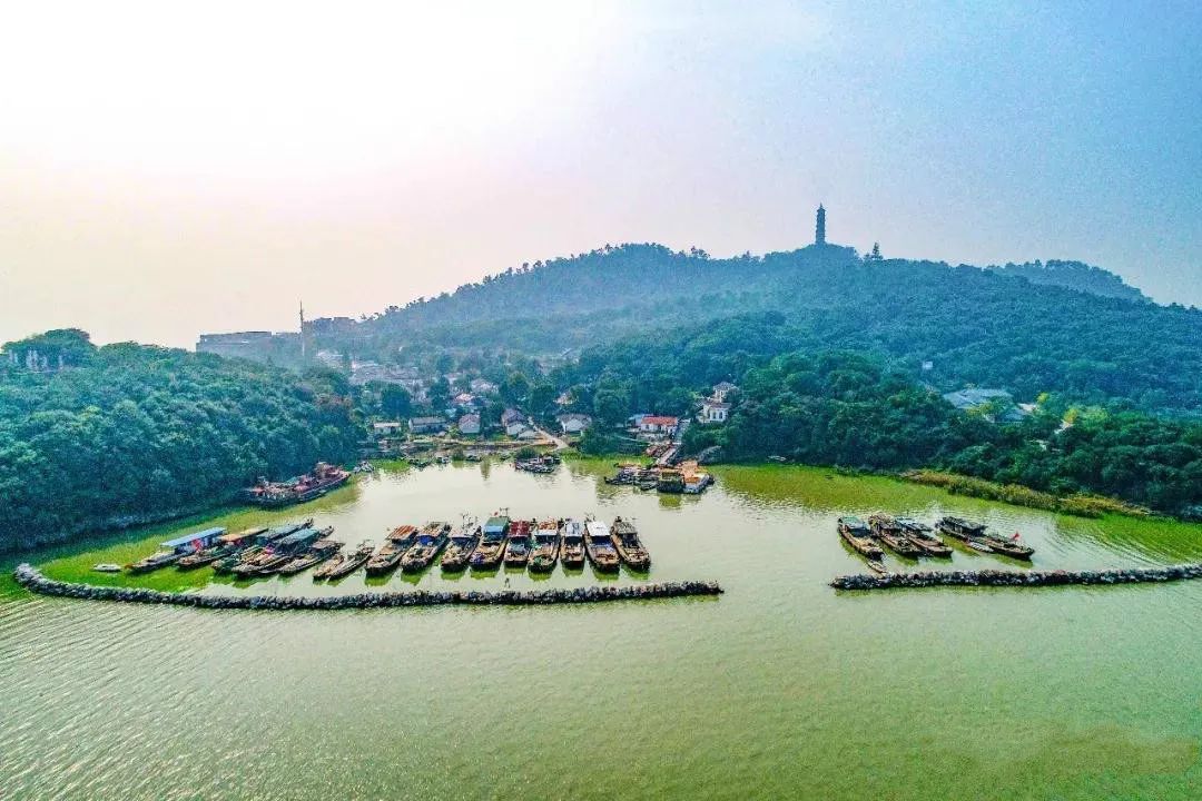 云游巢湖黄麓葡萄