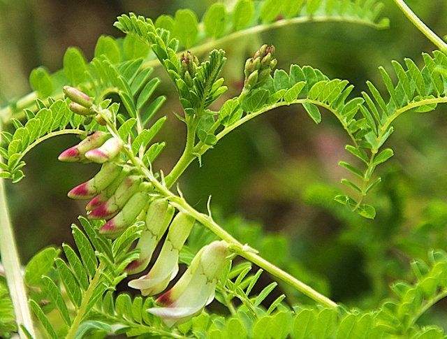 四子王旗 黄芪的生长环境及分布范围