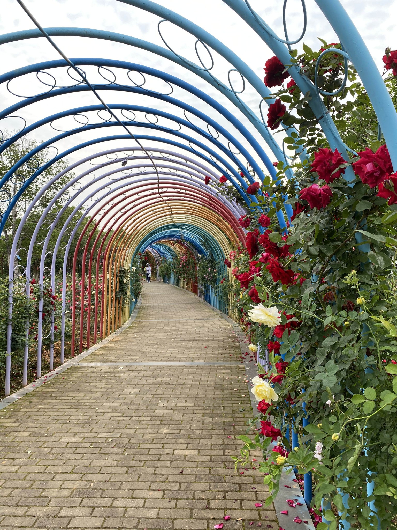 南昌滨江月季园