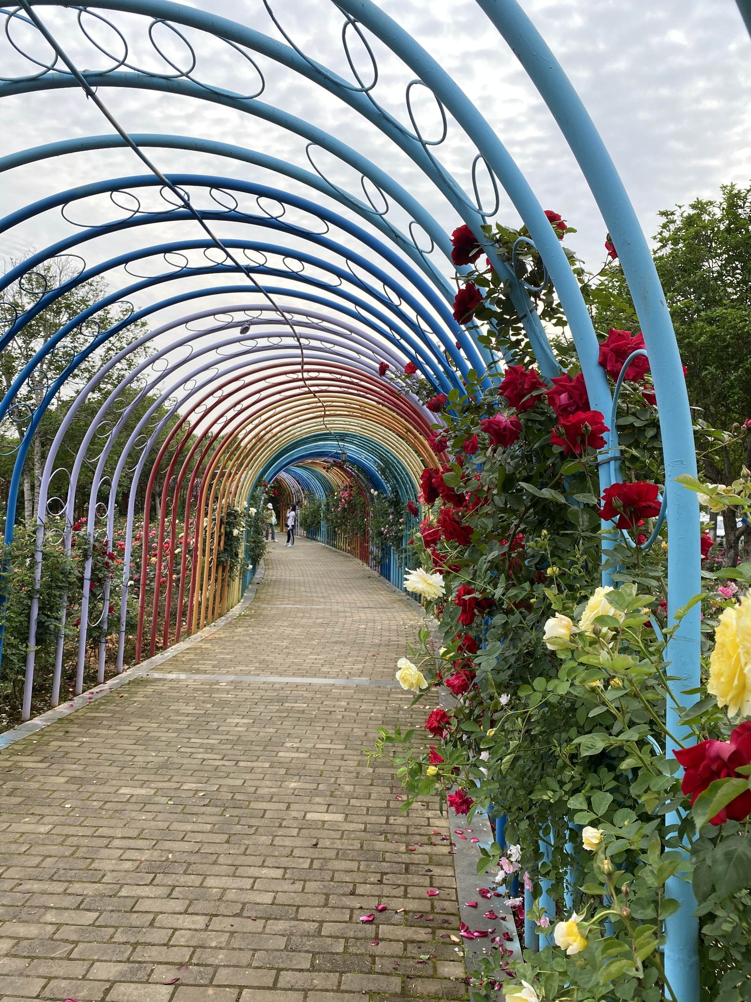 南昌滨江月季园