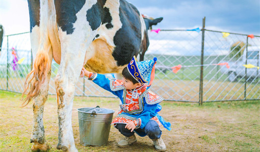 欢乐民俗园(挤牛奶 喂小羊 蒙古服饰拍照)—返回海拉尔(约220km)