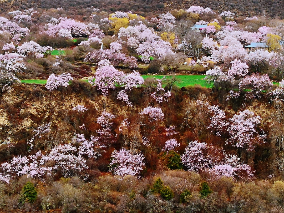 林芝自助遊攻略