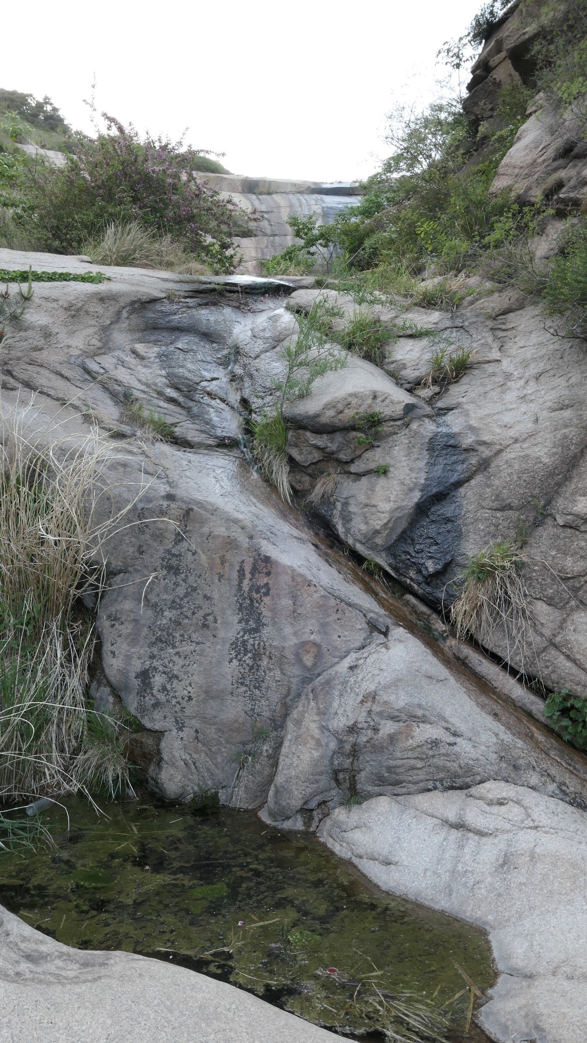 狗头石昌黎碣石山景区外一难寻的奇石