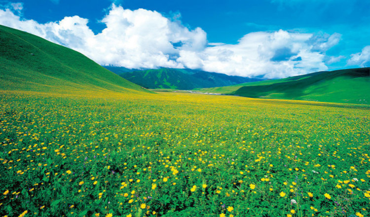 承德木兰围场坝上草原国家一号风景大道泰丰湖2日游畅游皇家御苑玩转