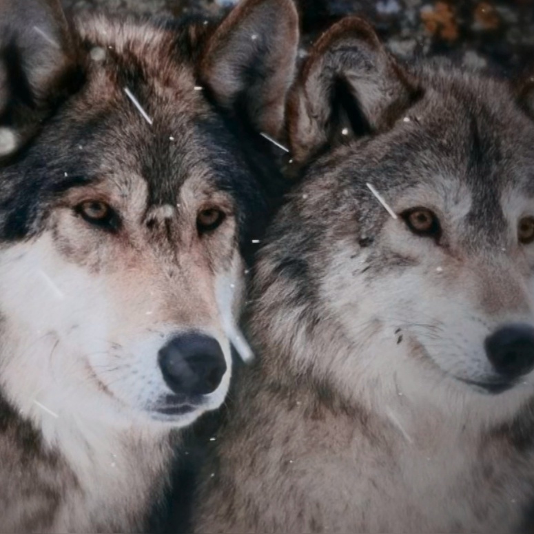 啊玛尼别咩哄哄