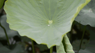 400_225gif 动态图 动图