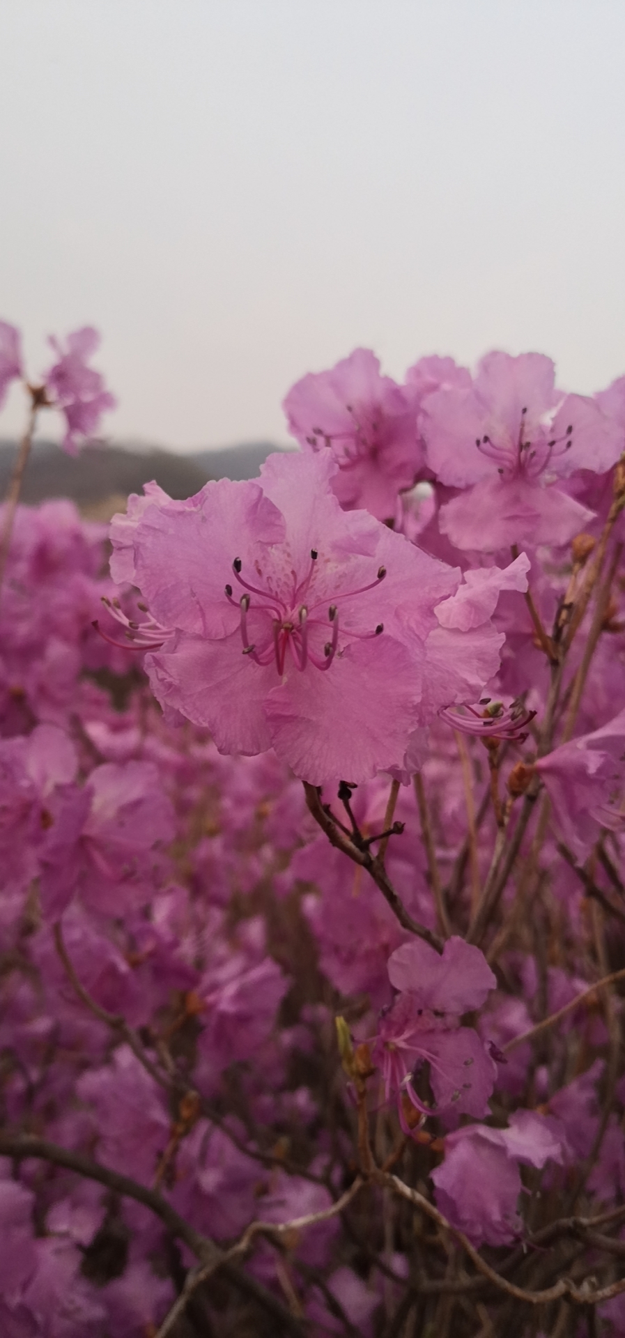 追花之旅  寻找映山红