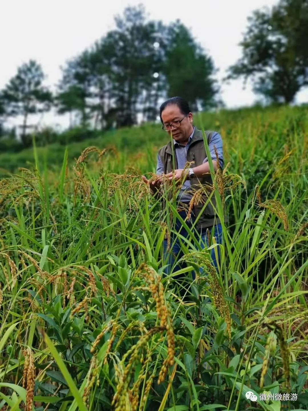 山地稻作,鸳鸯湖畔的归园田居 - 手机马蜂窝