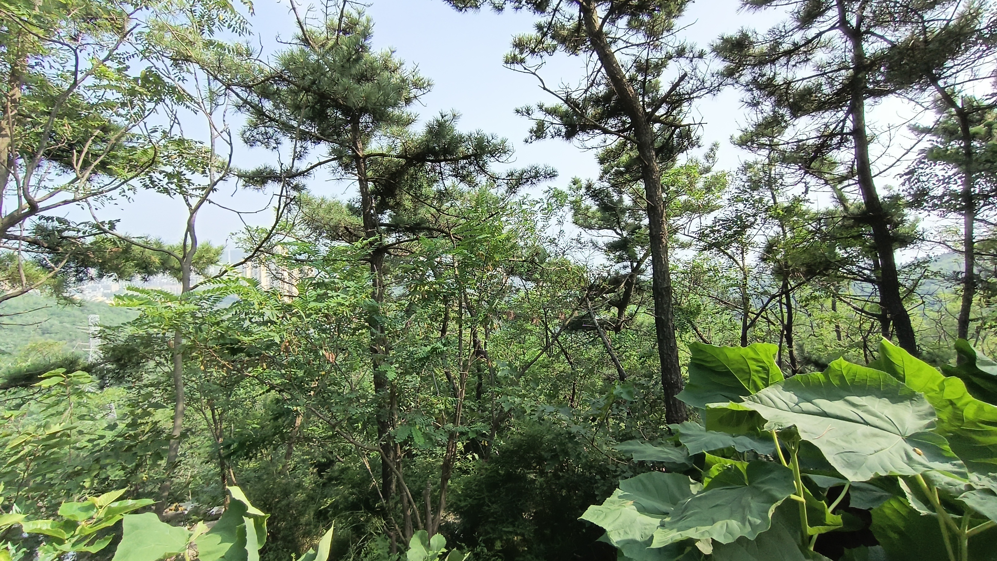 大连大顶山生态公园攻略,大顶山生态公园门票_地址,大顶山生态公园