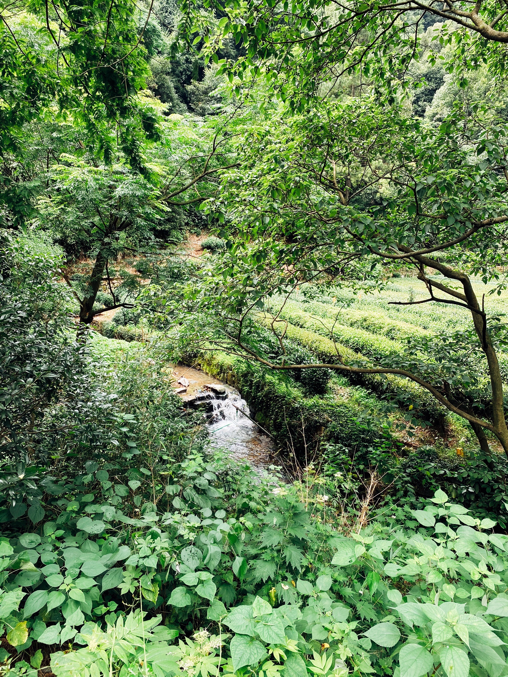 懿方茶楼