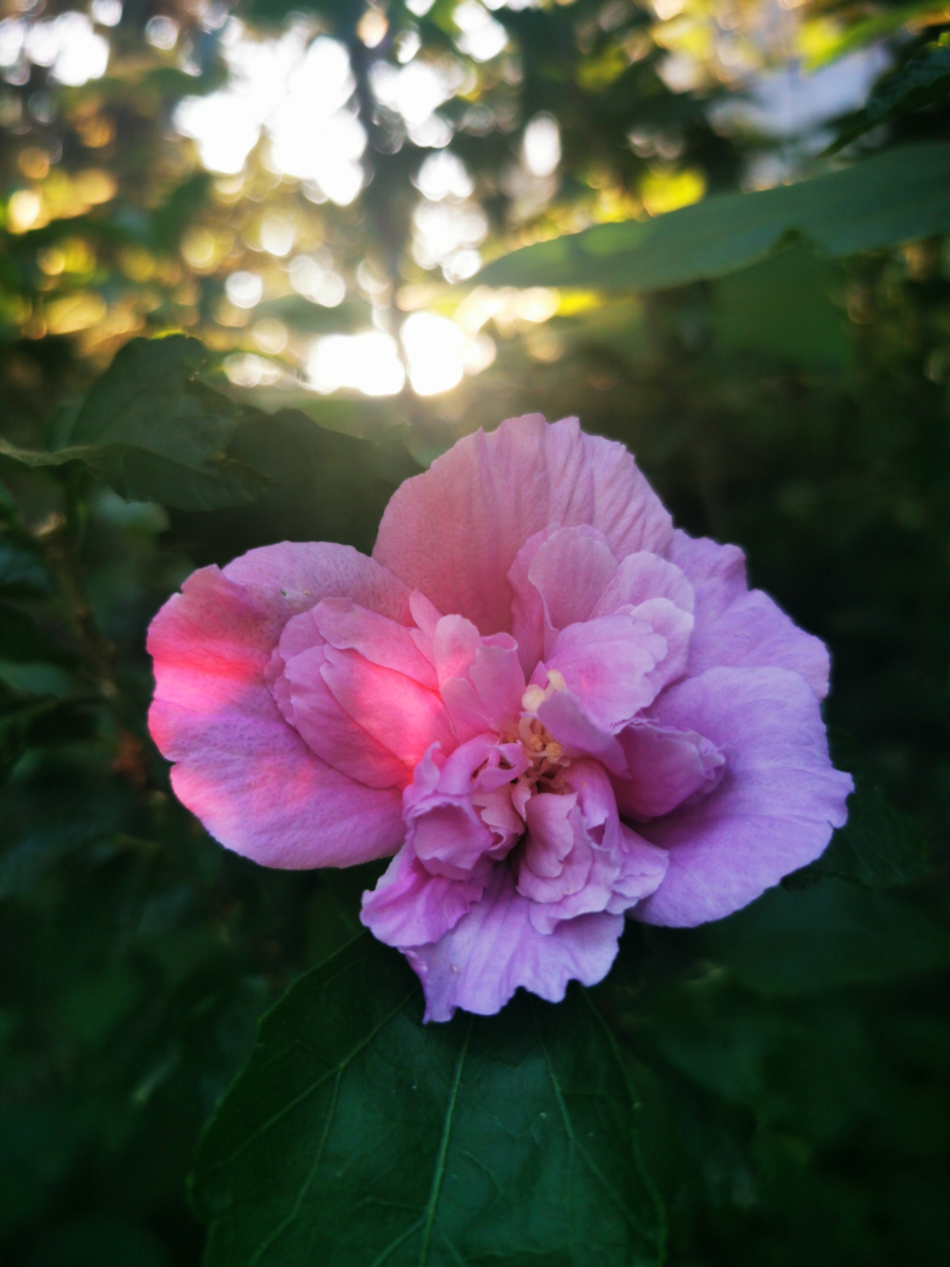 【我的1000首诗367-373】鸽子我的诗367:鸽子何丽2020-8-19 傍晚,雪青