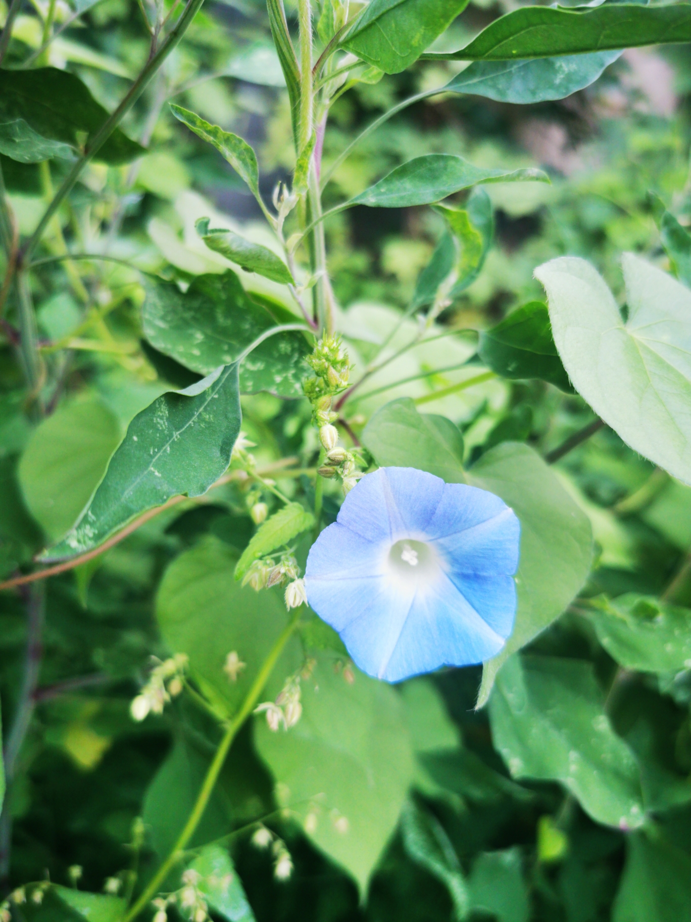 【我的1000首诗367-373】鸽子我的诗367:鸽子何丽2020-8-19 傍晚,雪青