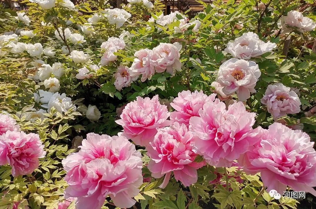 看牡丹的话 王城公园和中华国花园 哪个值得去 马蜂窝