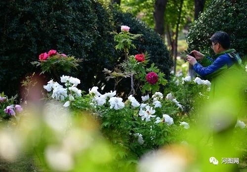 看牡丹的话 王城公园和中华国花园 哪个值得去 马蜂窝