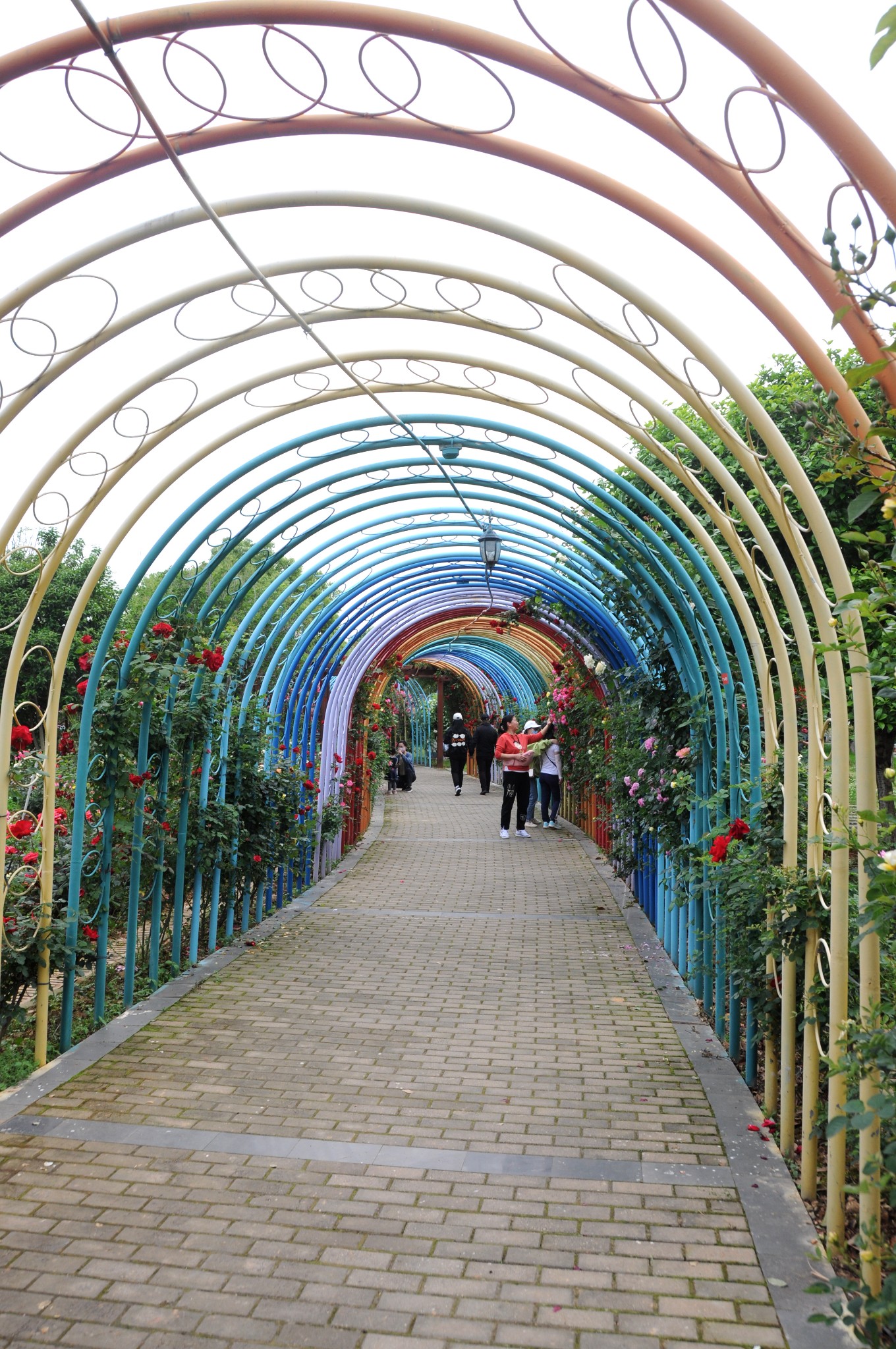 南昌滨江月季园