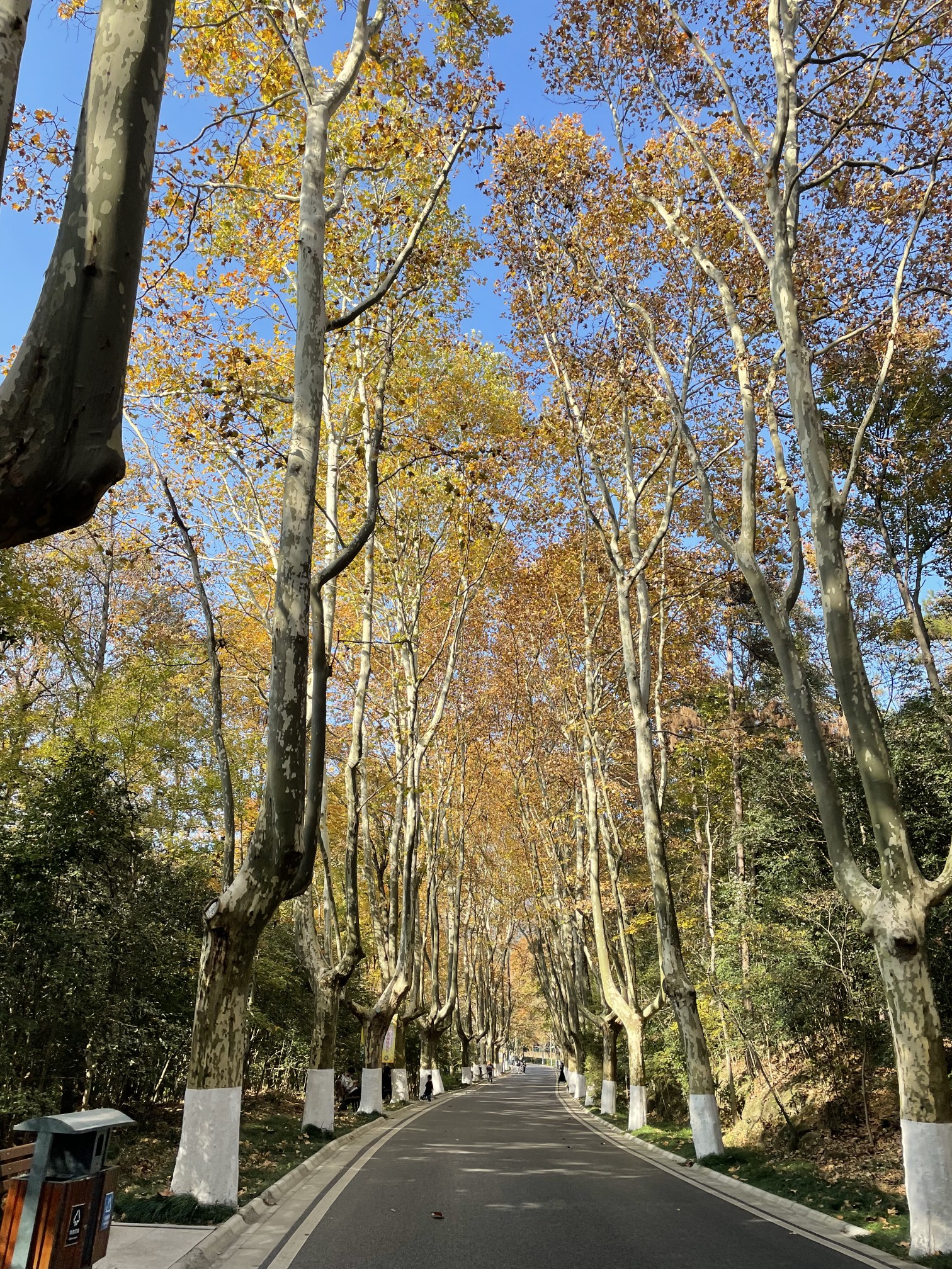 不能错过的秋天—灵谷寺,南京旅游攻略 