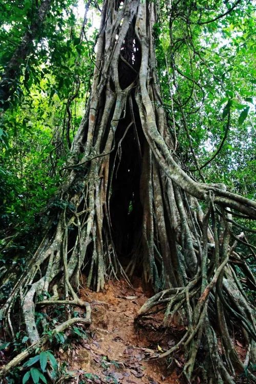 西双版纳攻略#西双版纳攻略#西双版纳攻略