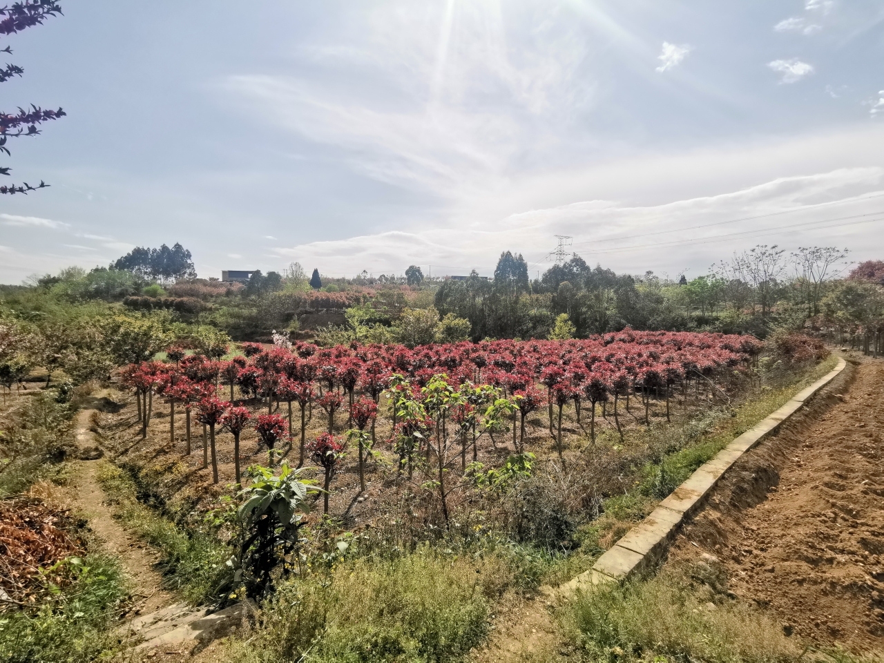 绵阳青义赏樱花