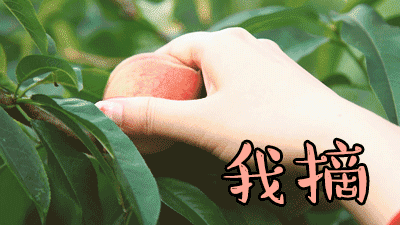 绿树成荫,阳光暖照  在肥东县响导乡  鲜嫩欲滴的桃子挂满了枝头  不