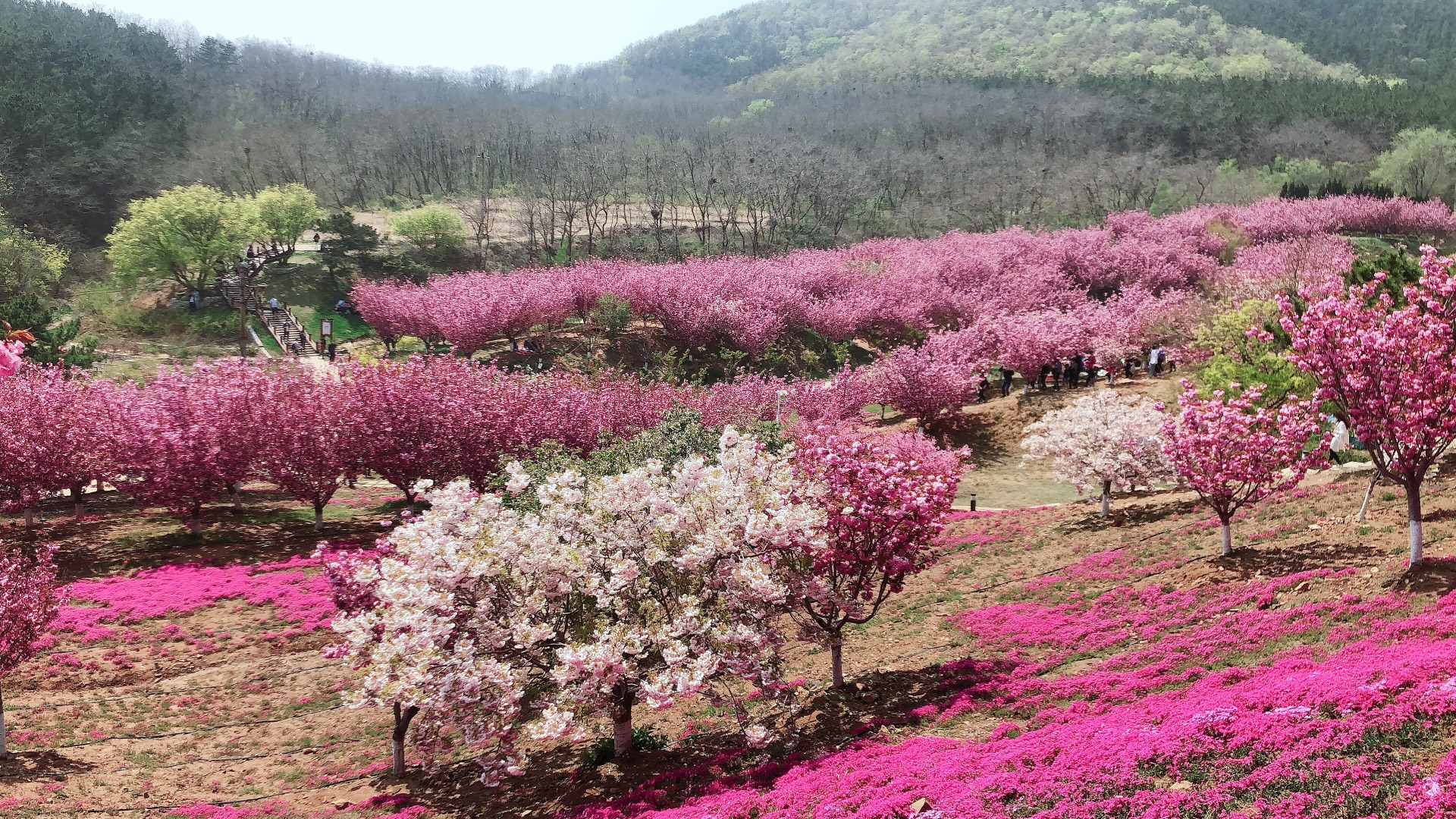 但是也要早出門最好6點就出來,否則看櫻花園照相效果就不好了