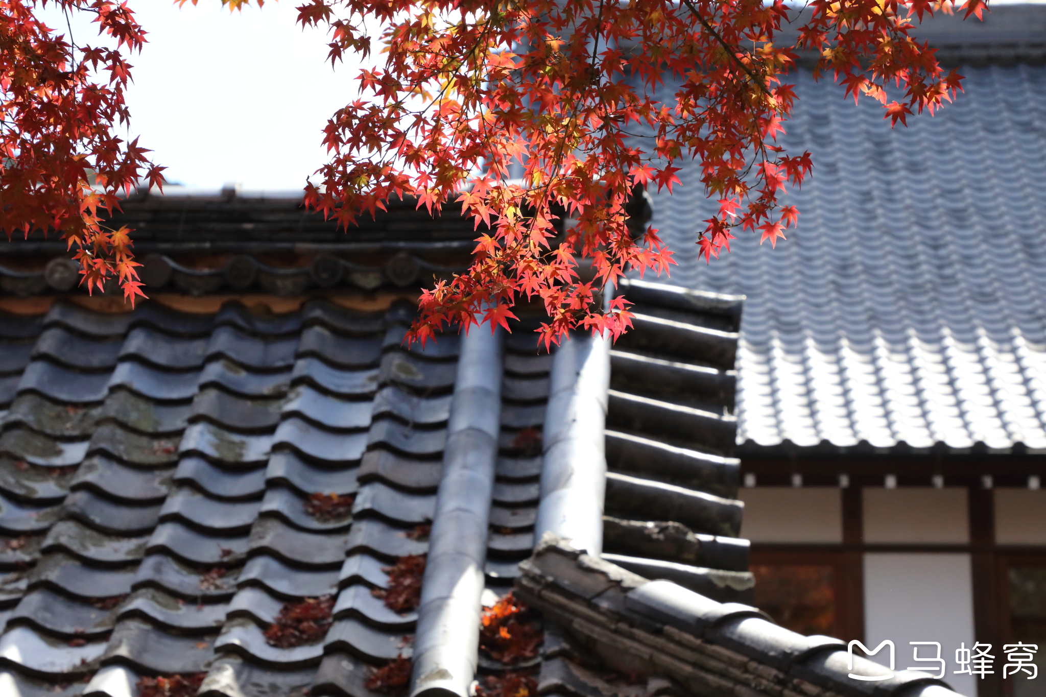 京都自助遊攻略