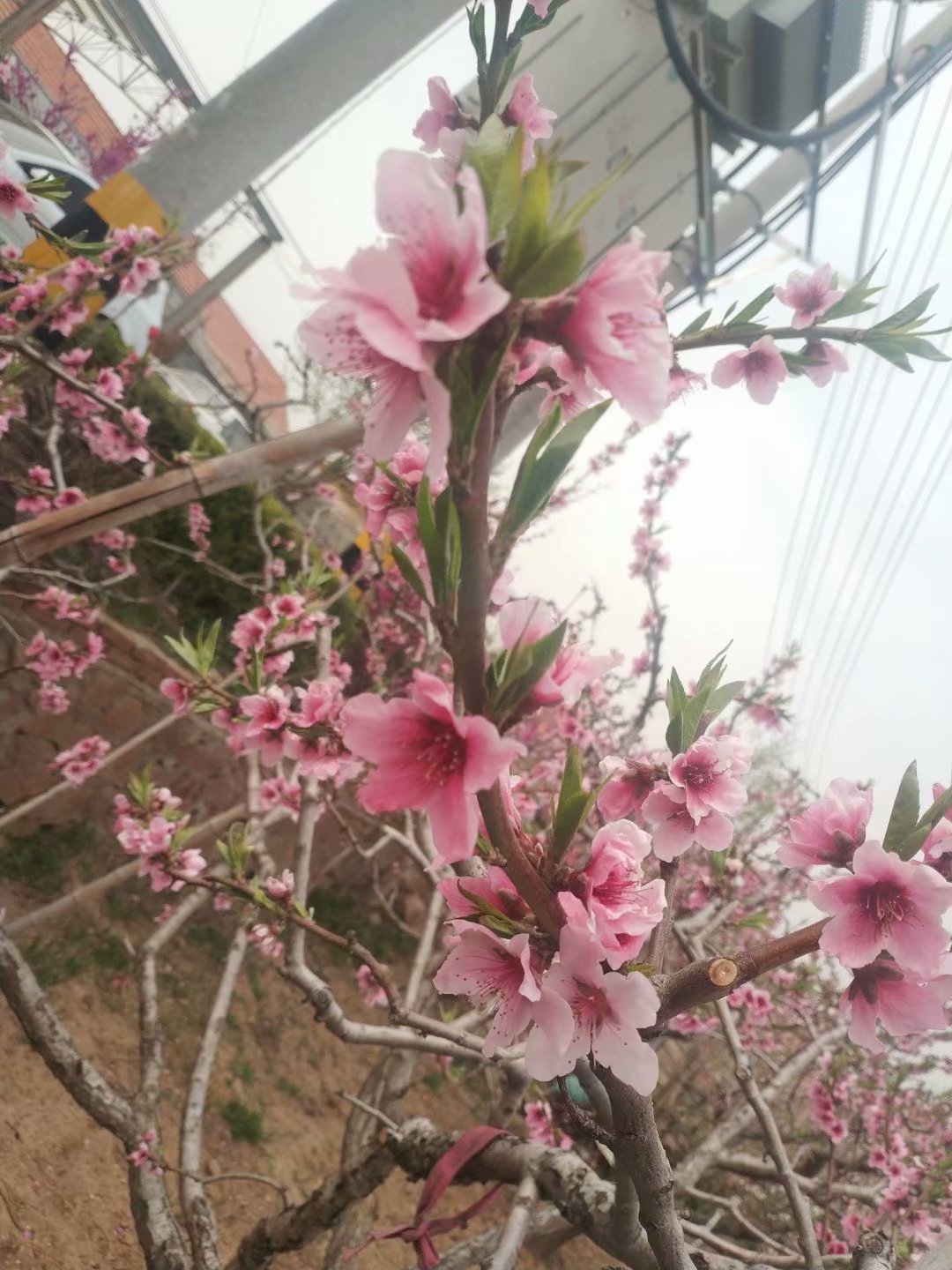 桃花朵朵开——夏庄西石沟赏桃花