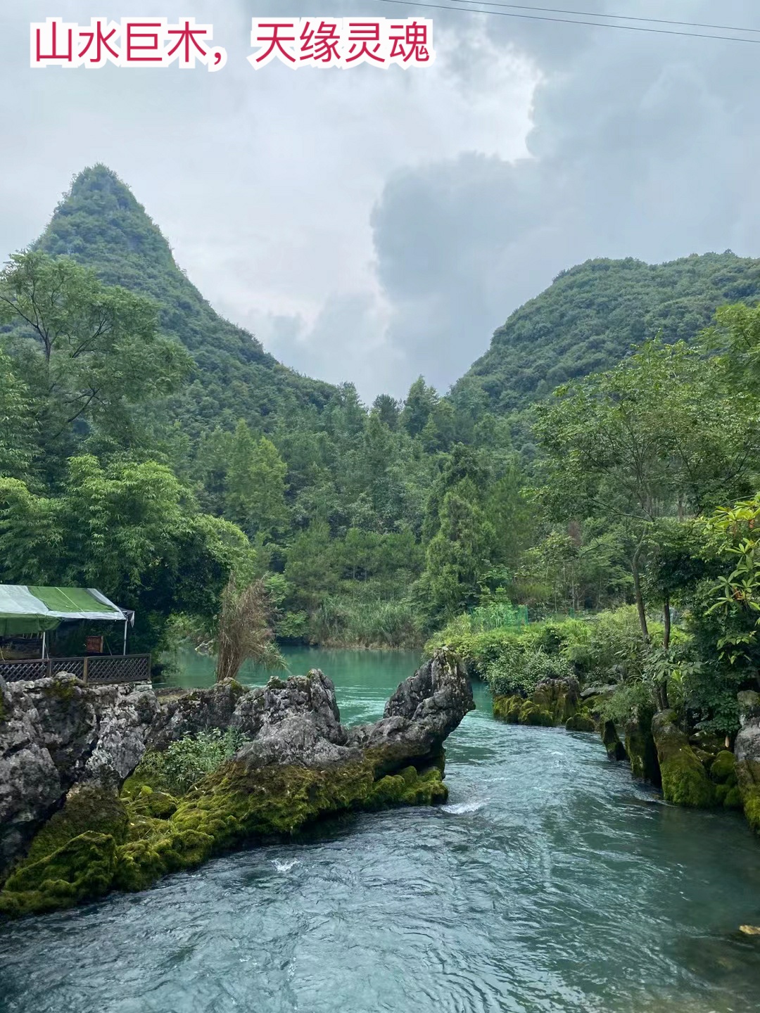 清水巨木天缘景区