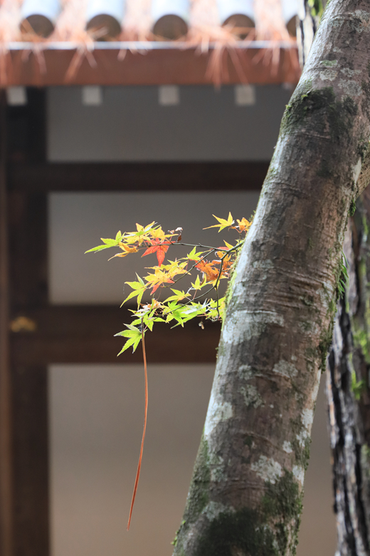 京都自助遊攻略