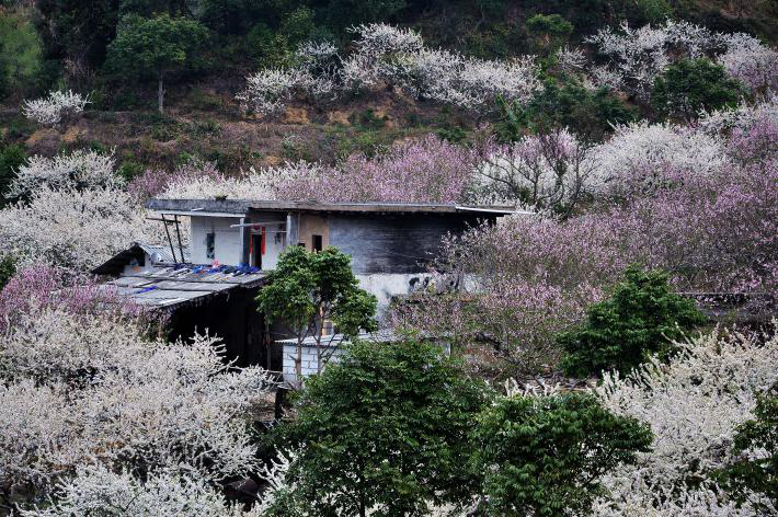 梁化梅园又称为广东御景峰国家森林公园,拥有梅林3000多亩.