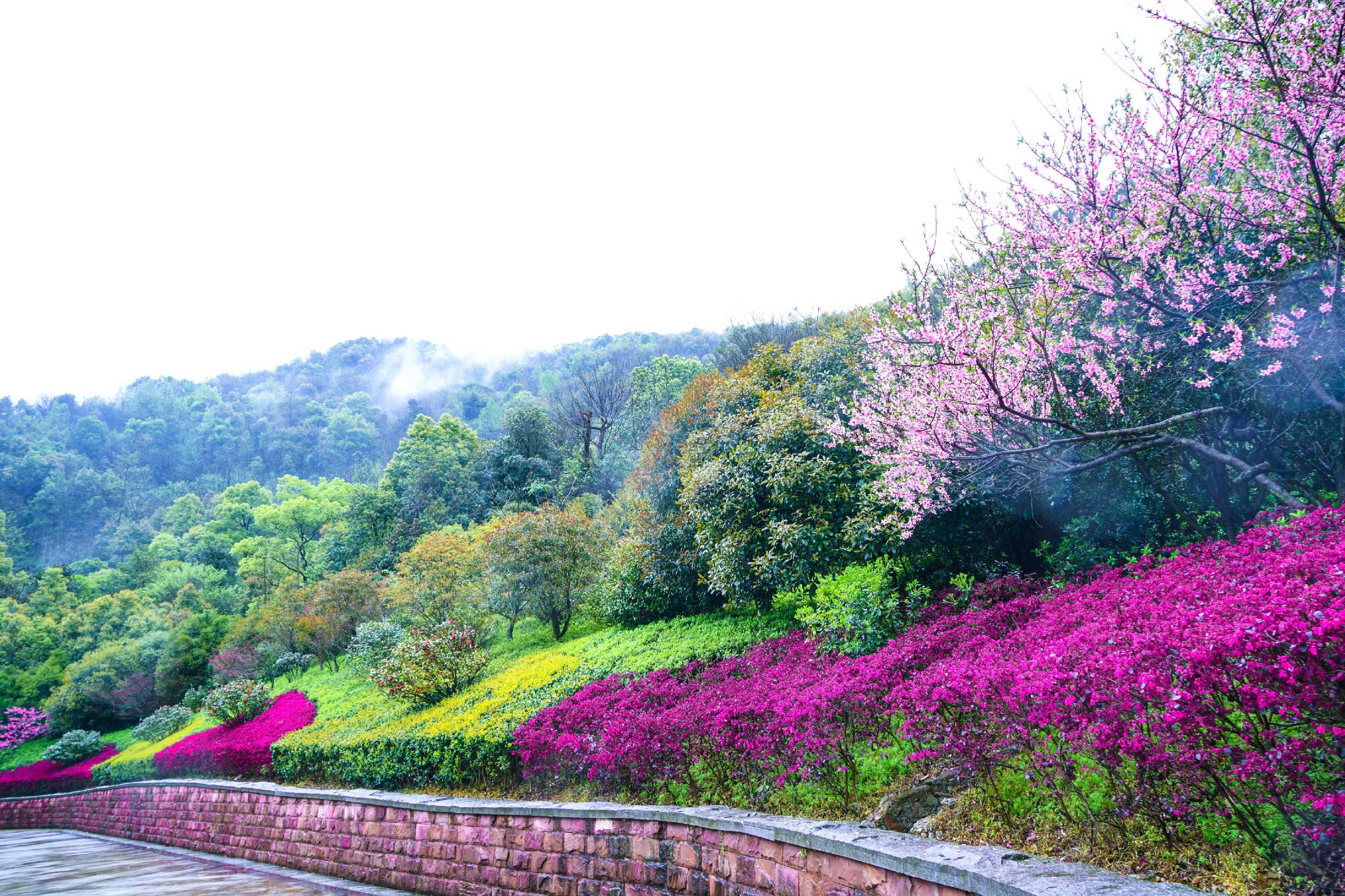 長沙周邊,踏春賞花地盤點