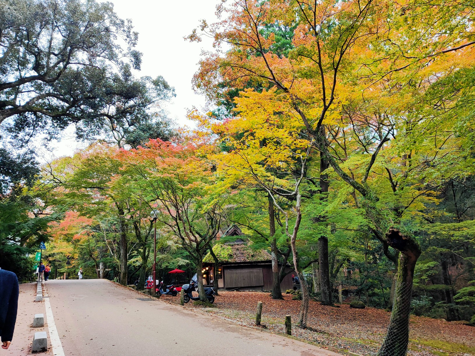 京都自助遊攻略