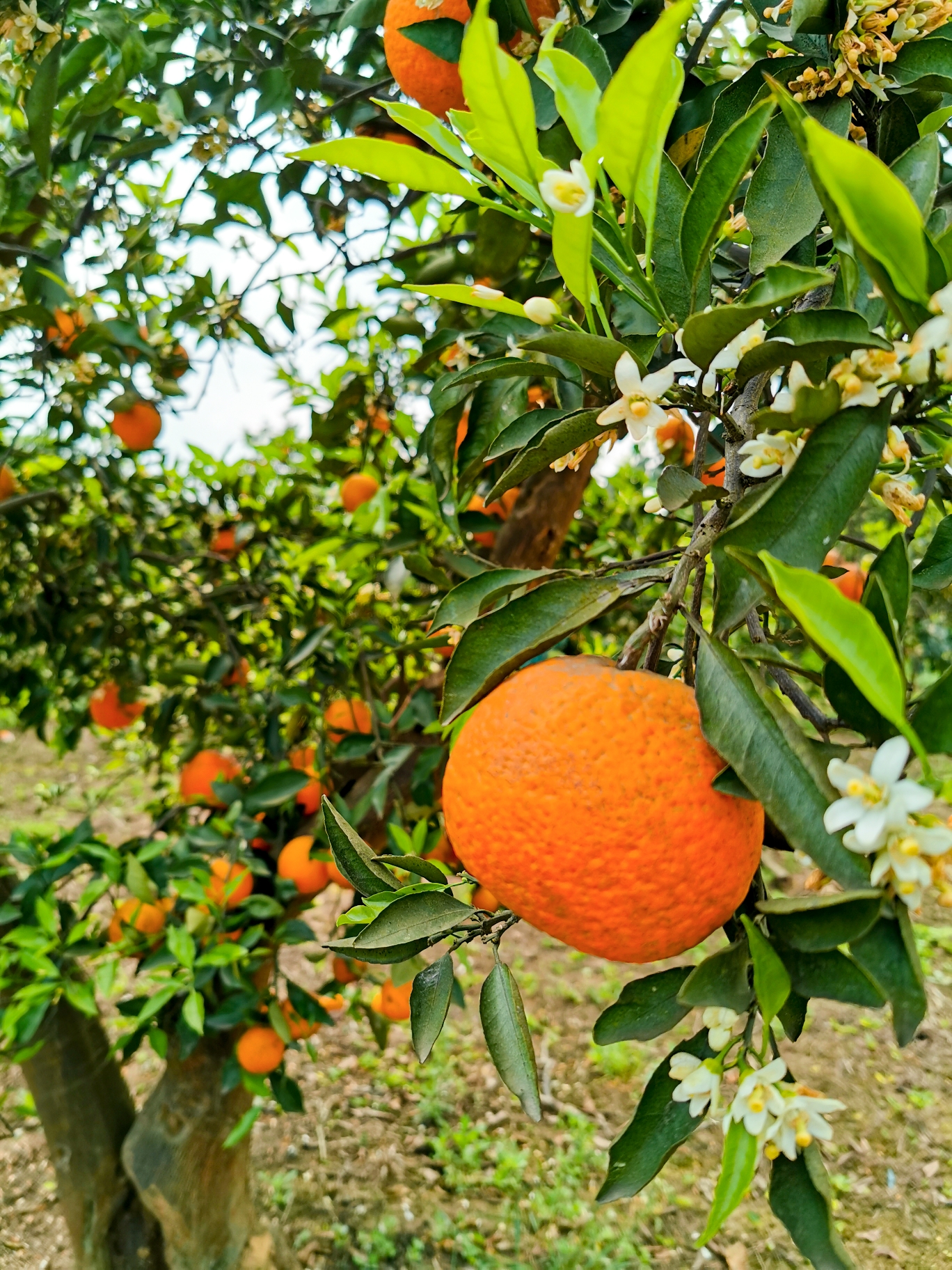 橙花岛,宜宾自助游攻略 - 马蜂窝