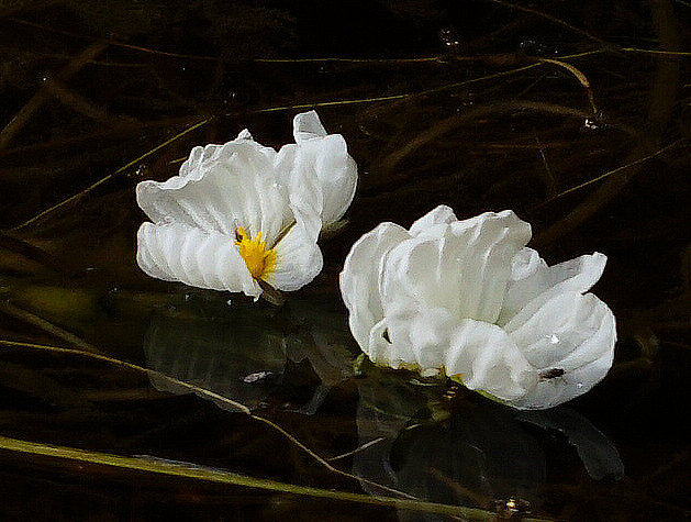 泸沽湖的波叶海菜花这个夏日因你而艳